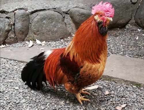 鶏の餌おすすめ人気ランキング５選 餌の与え方の注意点もご紹介 鳥さんじゃぱん